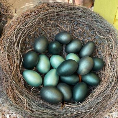 Frühlingsausstellung 2022