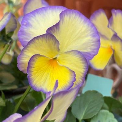 Frühlingsausstellung 2022